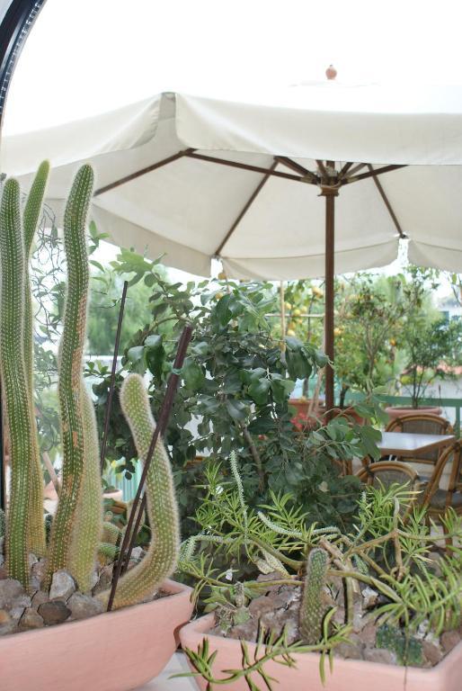 Villa Ciccio Ischia Exterior foto